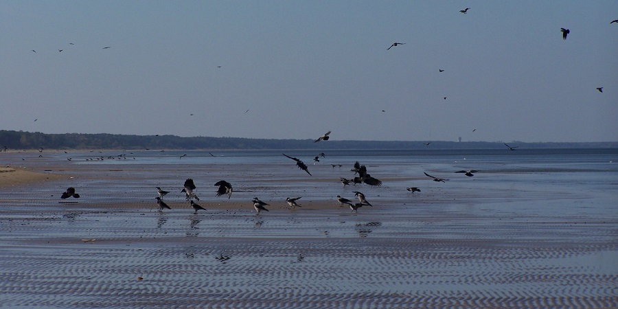 Playa de Jurmala, la más turística de Letonia, en aguas del mar Báltico