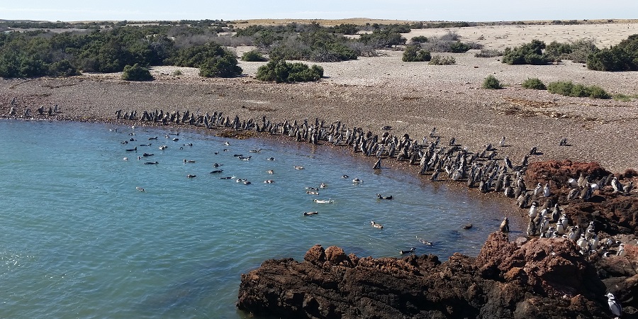 Pingüinera de Punta Tombo, en Chubut, cerca de Puerto Madryn