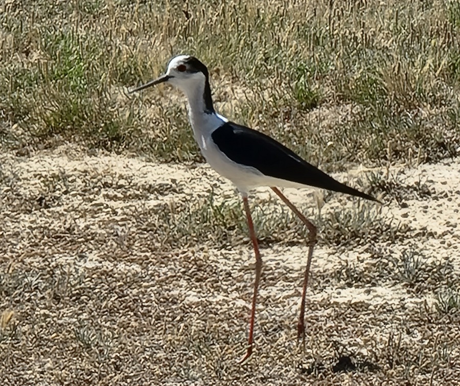 Cigüeña despistada en tierra, lejos de los humedales de las Lagunas de Villáfila