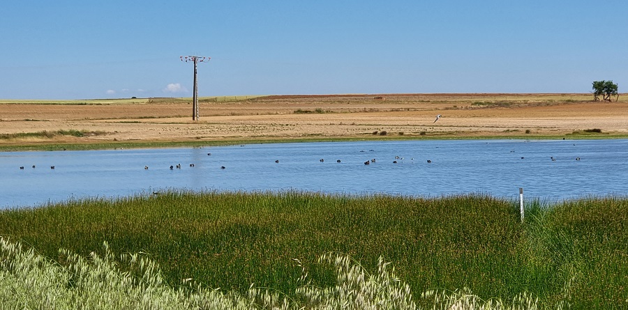 Aves en la Laguna de San Pedro desde el mirador