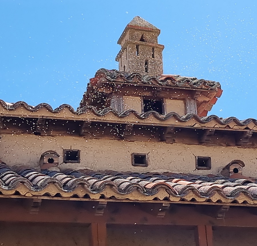 Detalle de las bandadas de insectos en torno al mirador de Otero de Sariegos