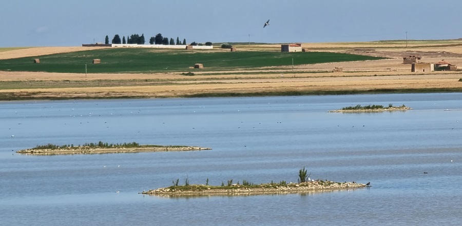 Aves en la Laguna de Salina Grande, Villafáfila, Zamora