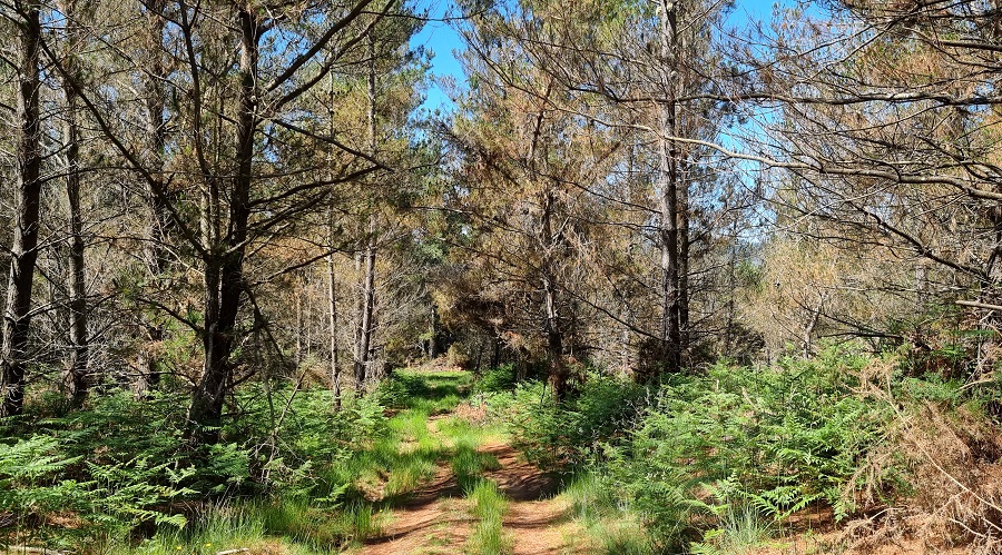 Segundo tramo, sencillo, de la ruta a Mina Carmina
